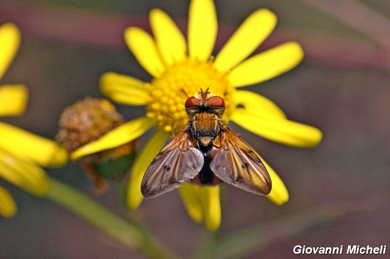 La vita in un fiore (Senecio inaequidens)